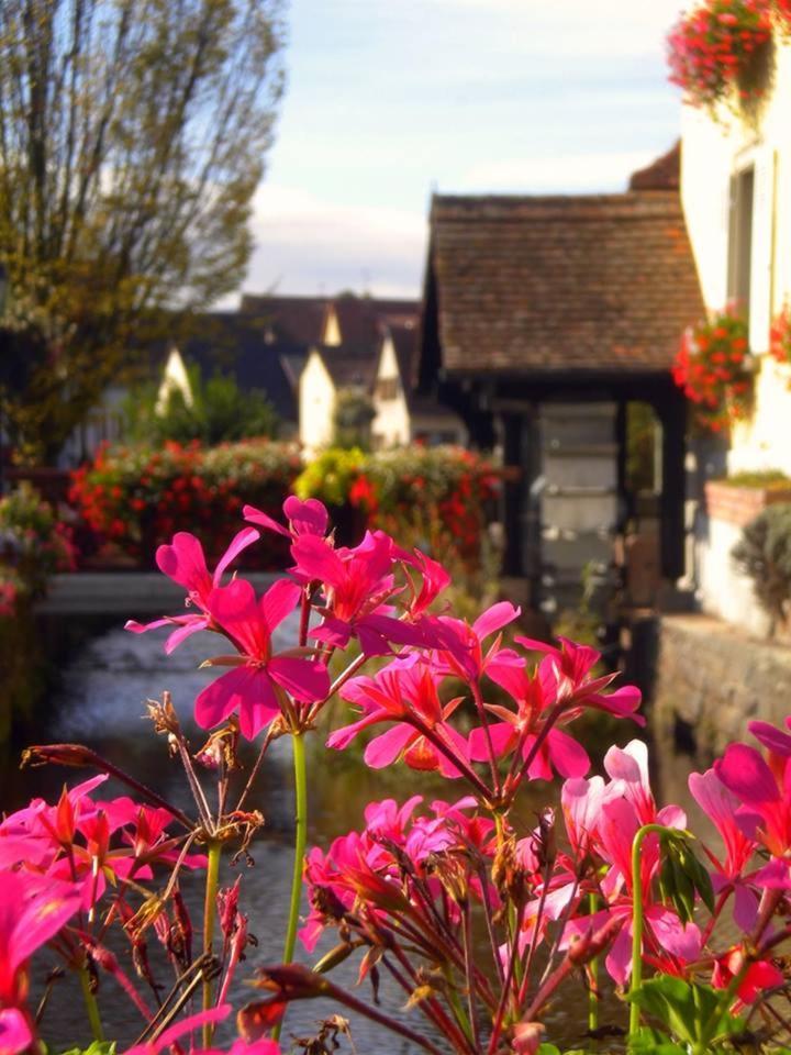 Gite "Le Piemont Des Vosges " سْتوجْزا المظهر الخارجي الصورة